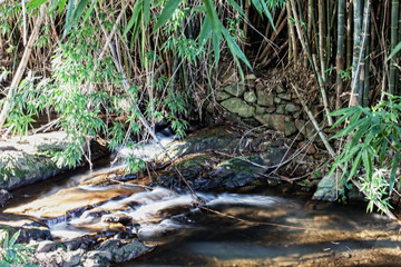 Bamboo
