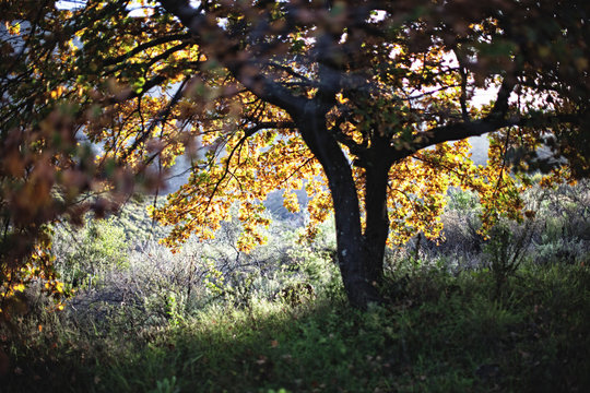 Acorn tree