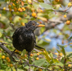 Blackbird in Autumn berry tree