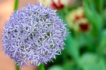 Purple tulips with green background
