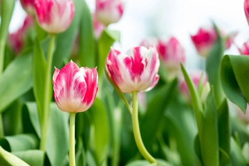 Red tulips with green blurry background
