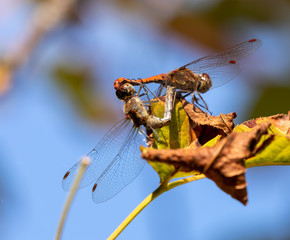 Common Darter Dragonflies mating
