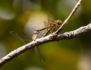 Common darter dragonflies