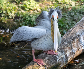 Pelican (Dalmatian Pelican)