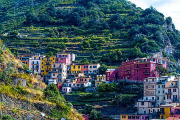 Colorful houses with storied vineyards backgroud in Manarola Village Italy 