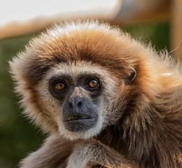 Tufted Capuchin Monkey