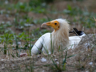 Egyptian vulture