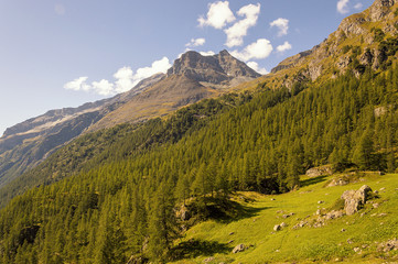 Panoramic view of a forest in the valley of Gressoney near Monte Rosa