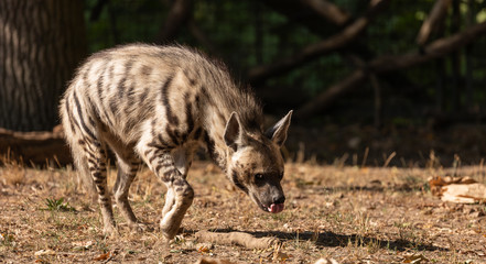 Striped Hyena