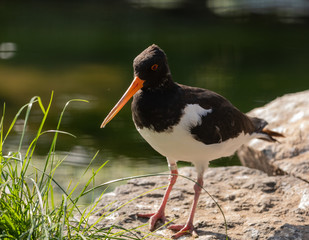 Palaearctic Oystercatcher (Eurasian)