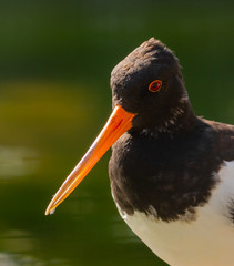 Palaearctic Oystercatcher (Eurasian)