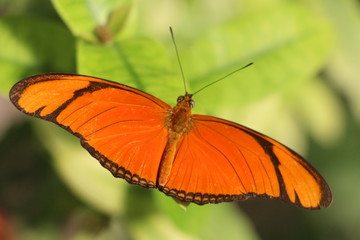 Fototapeta na wymiar Schmetterling - orange - Nahaufnahme