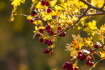Autumn berries on a branch