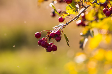 Fototapeta na wymiar Autumn berries on a branch