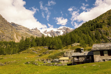 Fototapeta na wymiar Panoramic view of a forest in the valley of Gressoney near Monte Rosa