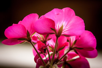 pink geranium