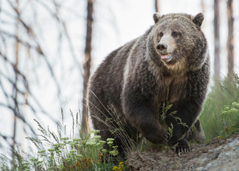 Grizzly bears