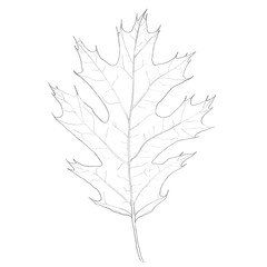 Realistic oak leaf line drawing. Hand drawing