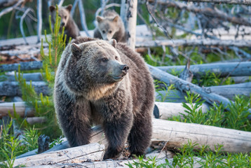 Fototapeta premium Grizzly bears