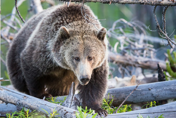Fototapeta premium Grizzly bears