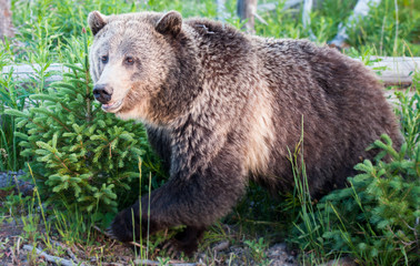 Grizzly bears