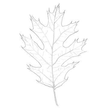 Realistic oak leaf line drawing. Hand drawing