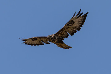 Common Buzzard