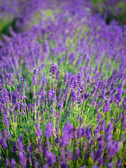 Fototapeta premium Lavender bushes closeup on sunset. Sunset gleam over purple flowers of lavender.