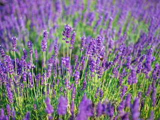 Naklejka premium Lavender bushes closeup on sunset. Sunset gleam over purple flowers of lavender.