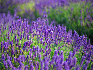 Fototapeta premium Lavender bushes closeup on sunset. Sunset gleam over purple flowers of lavender.