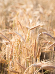 Golden ears of wheat in summer on the field.