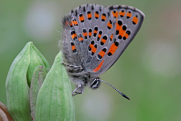 Çiçek üzerinde akdeniz gelinciği   Tomares nesimachus butterfly     © mylasa