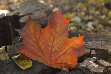 Naklejka na ściany i meble Beautiful maple leaf in autumn. Fallen leaf close up.