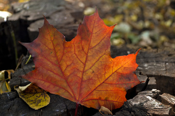 Naklejka na ściany i meble Beautiful maple leaf in autumn. Fallen leaf close up.