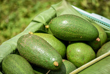 Ripe avocado fruits in farmer's basket.After a few curing days will be good to eat. Avocados are very nutritious and contain varieties of nutrients.