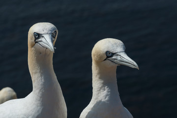 Basstölpel auf der Insel Helgoland