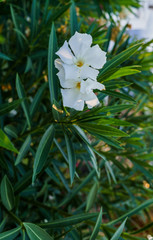 White oleander flowers with green leaves in the park