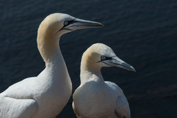 Basstölpel auf der Insel Helgoland