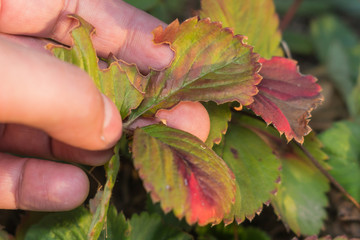 diseases of the leaves of strawberries