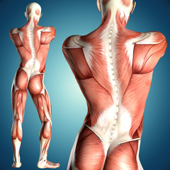 3d illustration of  a male anatomy with back view muscle map