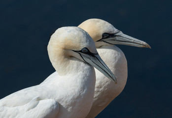 Basstölpel auf der Insel Helgoland
