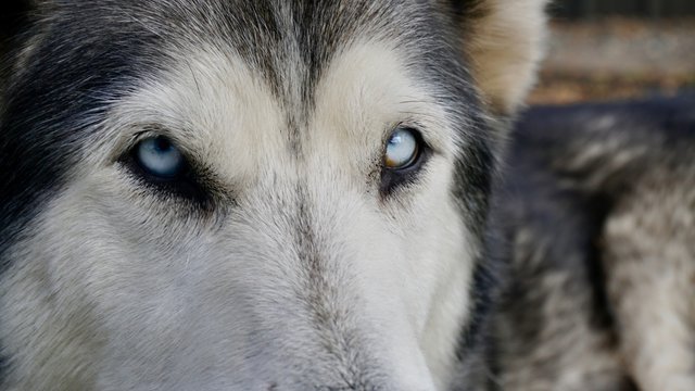 Husky eyes closeup 