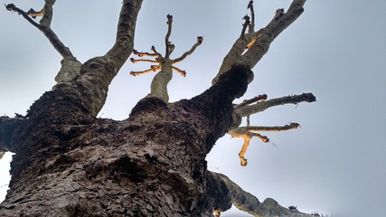 Pollarded plane on a sunny winter's afternoon on a London street