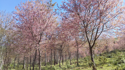 Fototapeta premium The Wild Himalayan Cherry is blossoming.