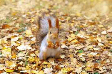 Portrait of squirrel on background of autumn leaves. Cute fluffy squirrel looking at camera