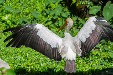 Yellow billed stork in Kuala Lumpur Zoo