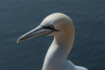 Basstölpel auf der Insel Helgoland