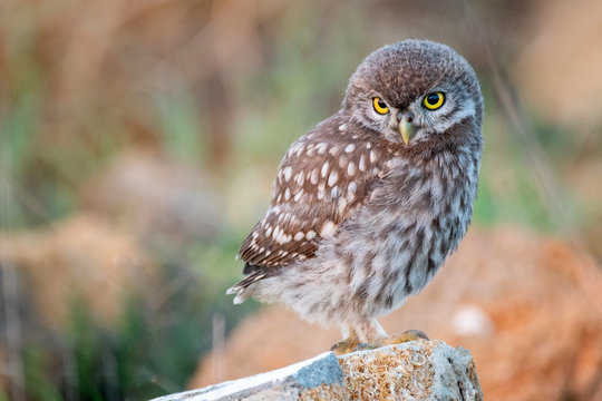 Young Little owl (Athene noctua) sitting on a stone