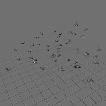 Flock of pigeons in flight 1