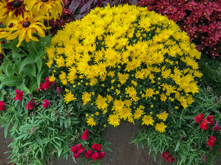 Yellow flower mums with other assorted fall flowers 